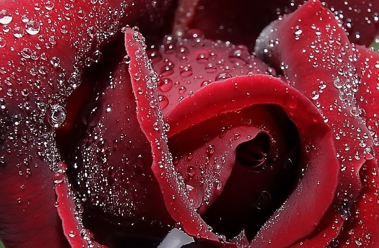 Pure Lovely Roses Red Flowers Flower Full Hd Wallpaper - Rose Macro , HD Wallpaper & Backgrounds