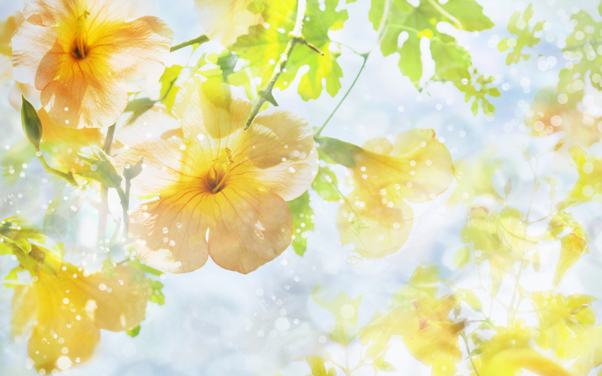 Yellow Flowers Sunshine Hd , HD Wallpaper & Backgrounds