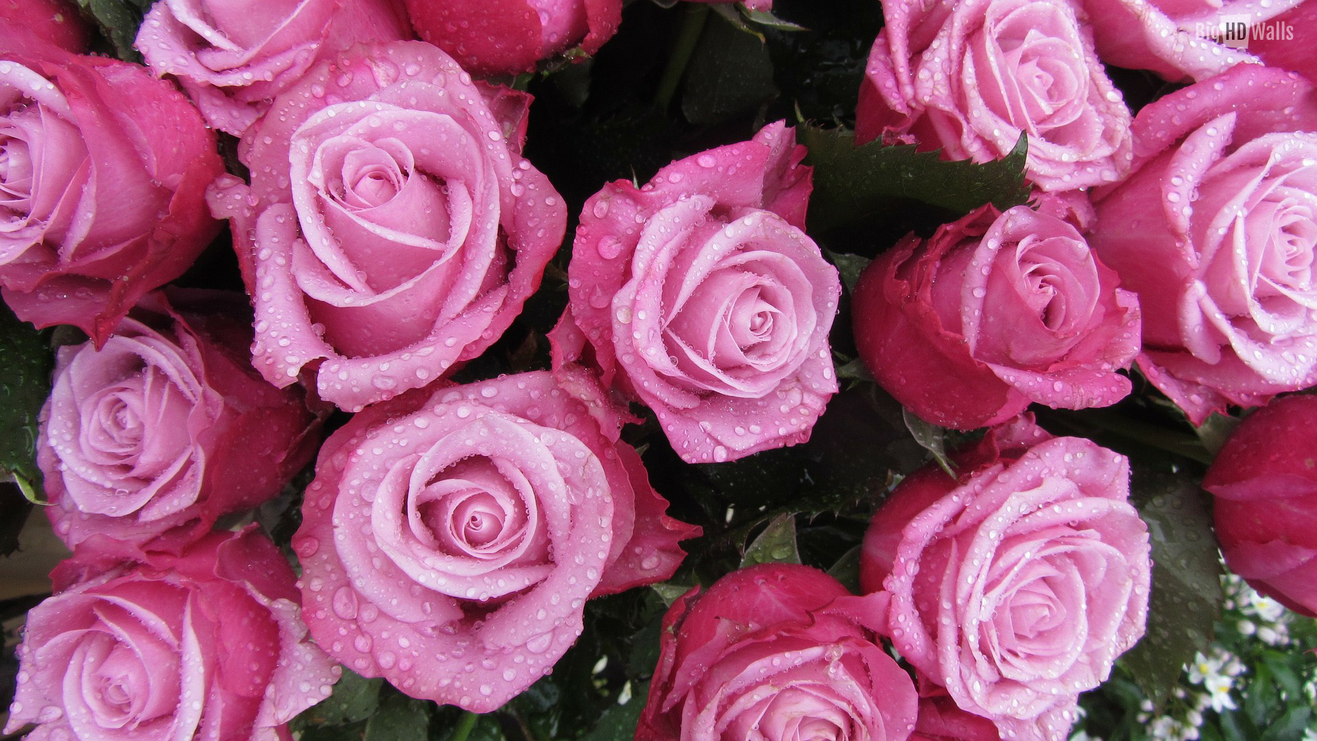 Download Hd Wallpaper A Bunch Of Lovely Pink Roses - Rosa Rosor , HD Wallpaper & Backgrounds