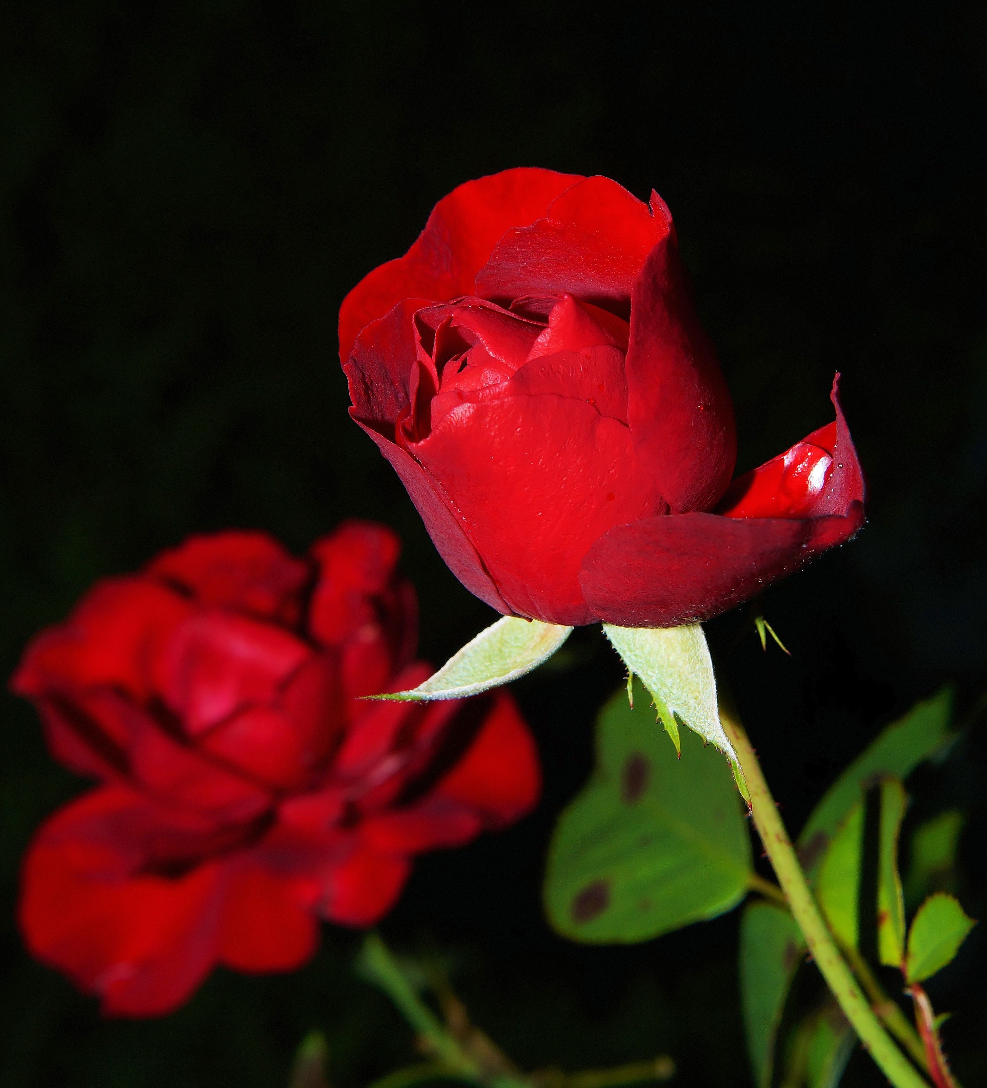 Red Rose - Pixabay - Rose Pic Flower , HD Wallpaper & Backgrounds