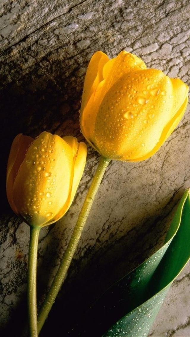 Yellow Tulips Iphone 5 Hd Wallpaper - Tulip Flower Wallpaper For Mobile , HD Wallpaper & Backgrounds