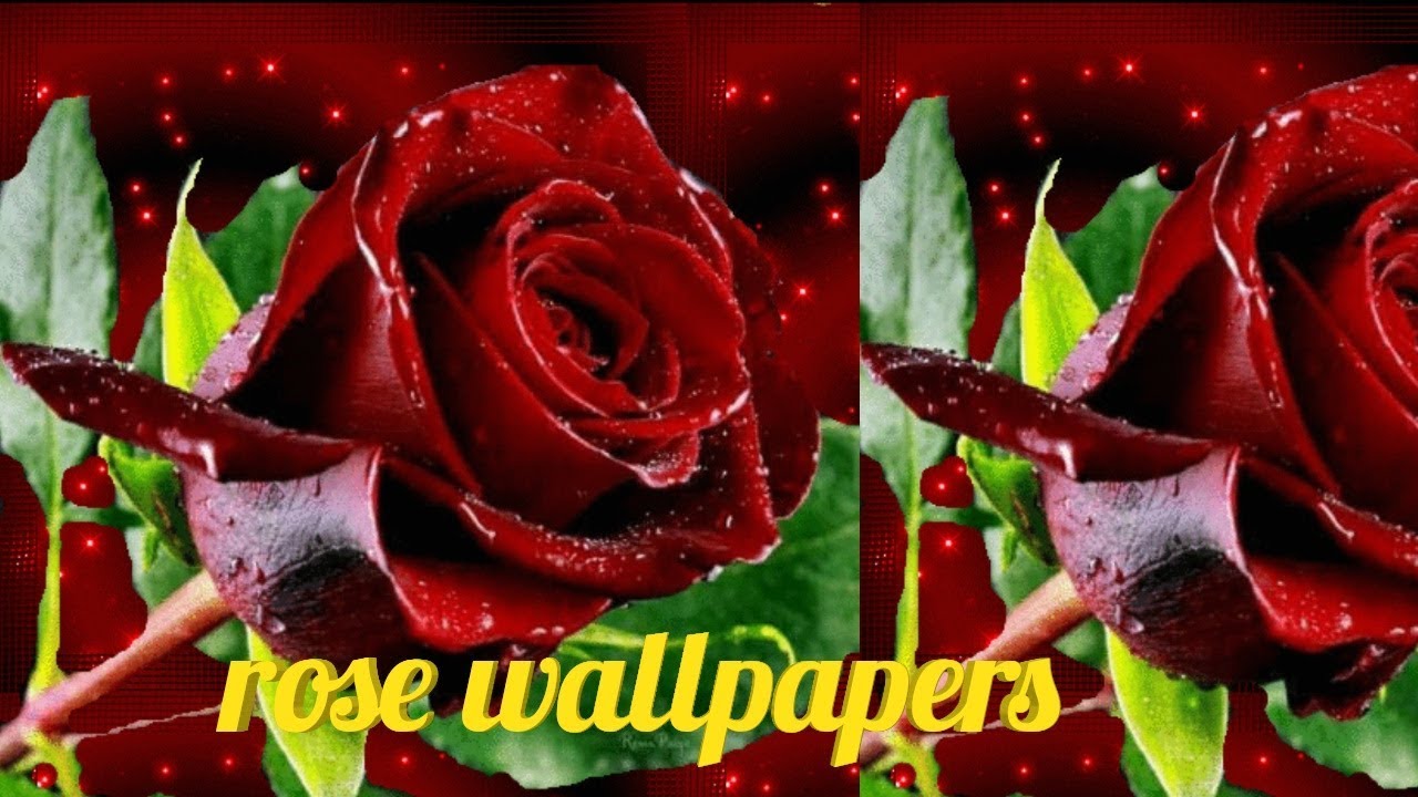 Rose Wallpapers Romantic Gfits Whatsapp - Sen Mi Gül Kokardın , HD Wallpaper & Backgrounds