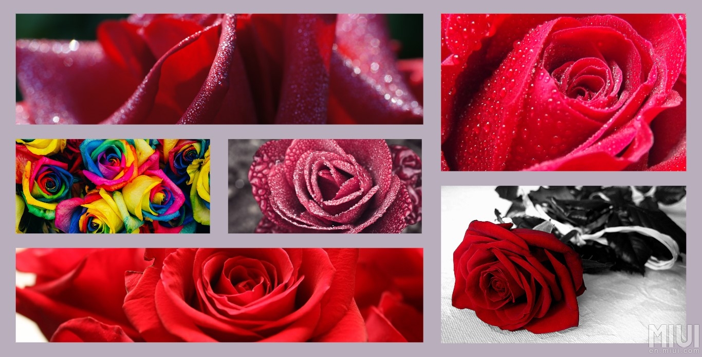 A - Jpeg - Garden Roses , HD Wallpaper & Backgrounds