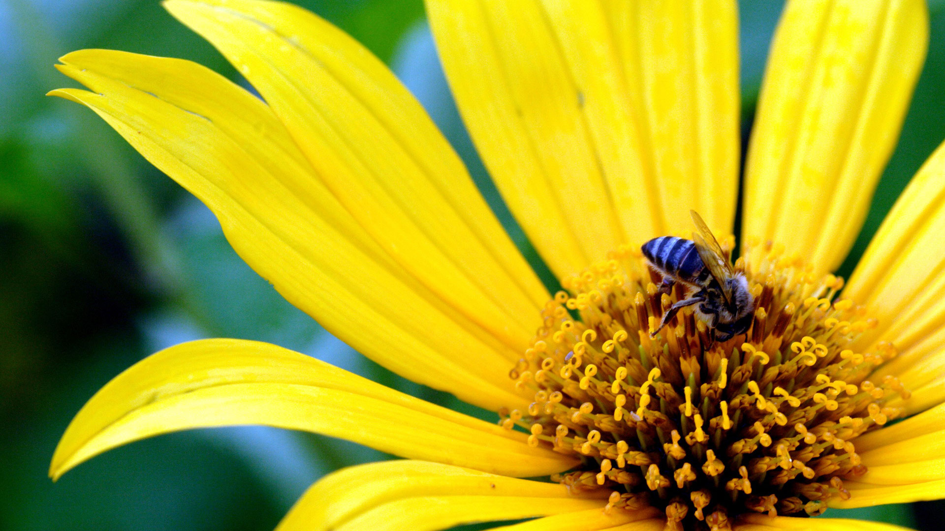 Yellow Flower - Big Size Yellow Flower , HD Wallpaper & Backgrounds