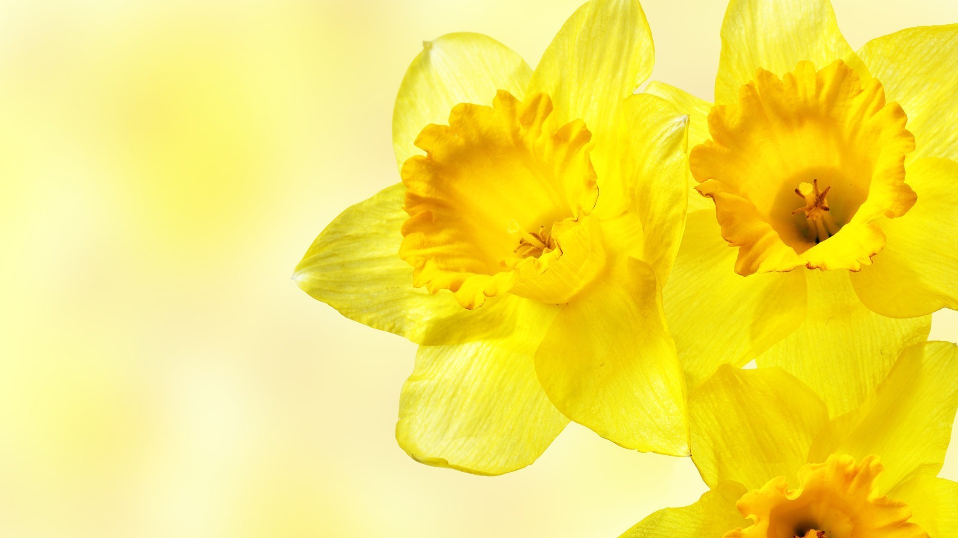 Daffodils, Flowers, Yellow Flowers Wallpapers Hd / , HD Wallpaper & Backgrounds