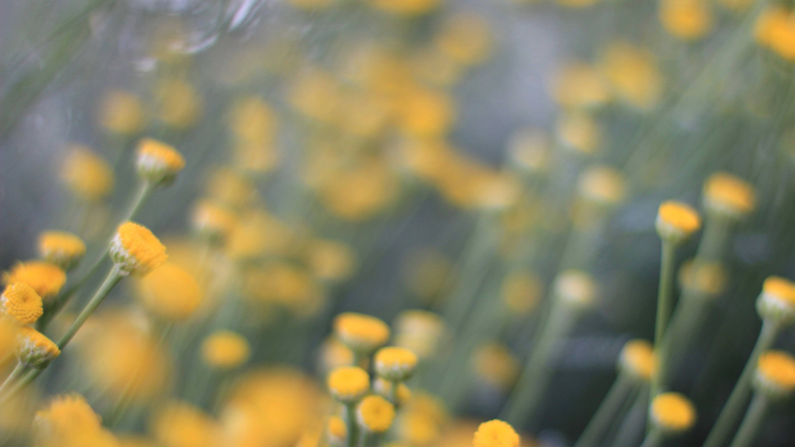 Blurry Yellow Flowers Hd - Wildflower , HD Wallpaper & Backgrounds