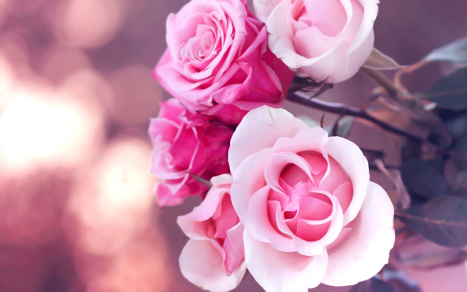 Lovely Roses Hd , HD Wallpaper & Backgrounds