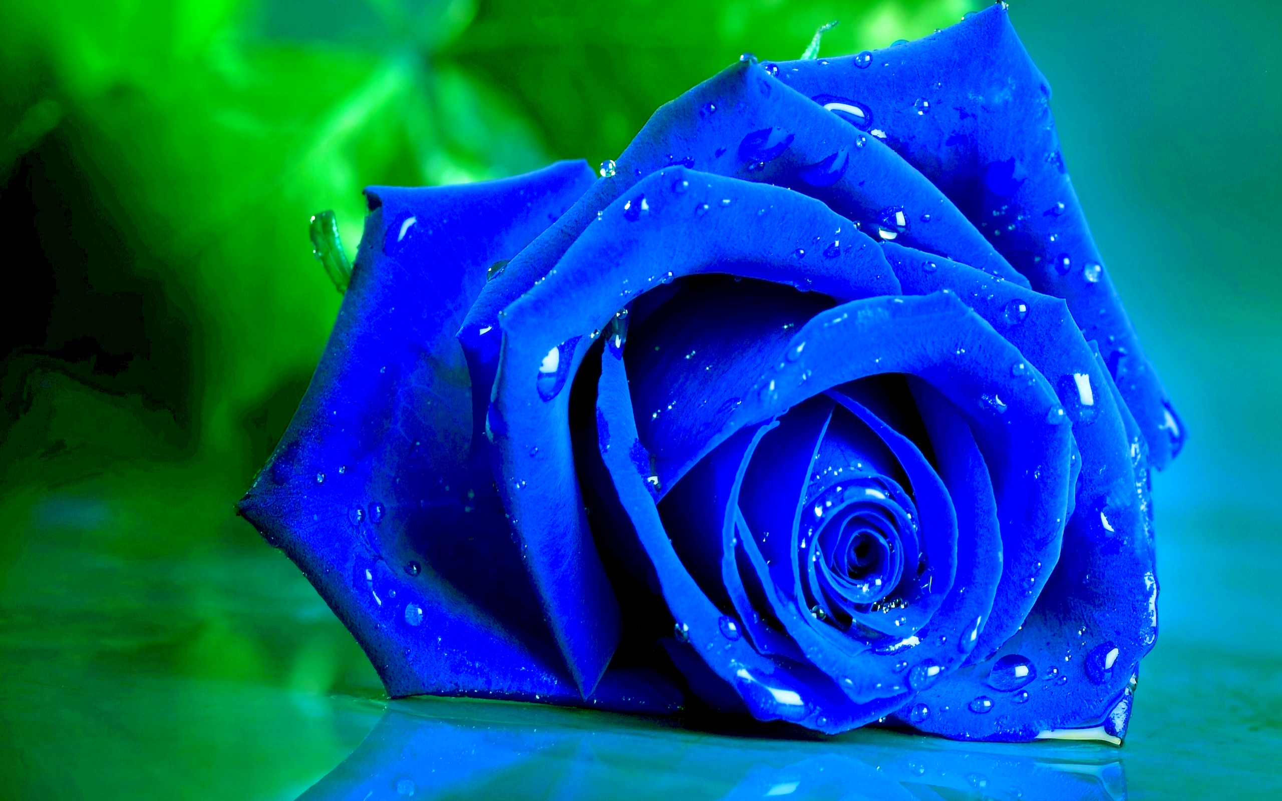 Blue Rose - Blue Roses With Water Drops , HD Wallpaper & Backgrounds