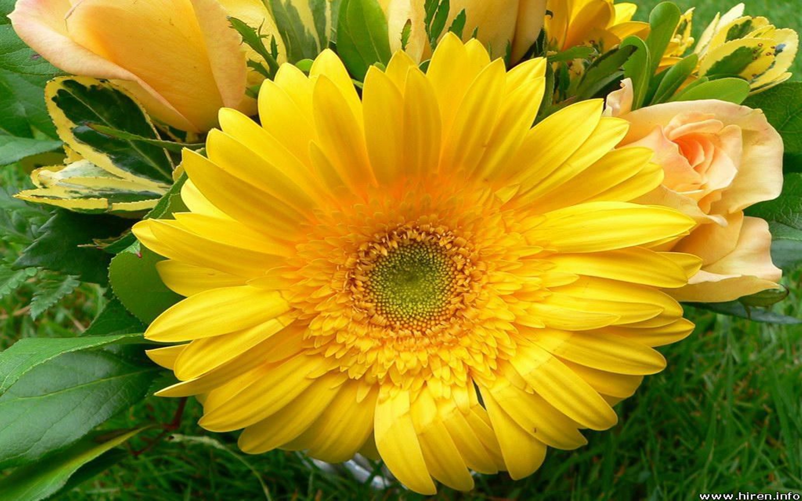 Big Yellow Flower Hd Wallpaper - Big Yellow Flower , HD Wallpaper & Backgrounds