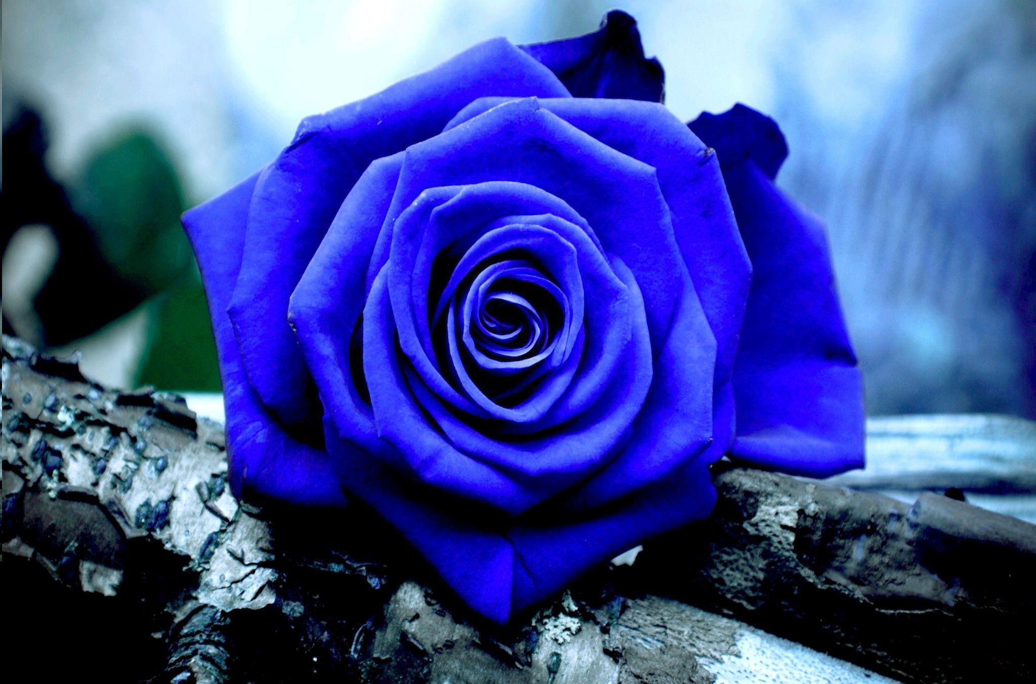 Blue Rose , HD Wallpaper & Backgrounds
