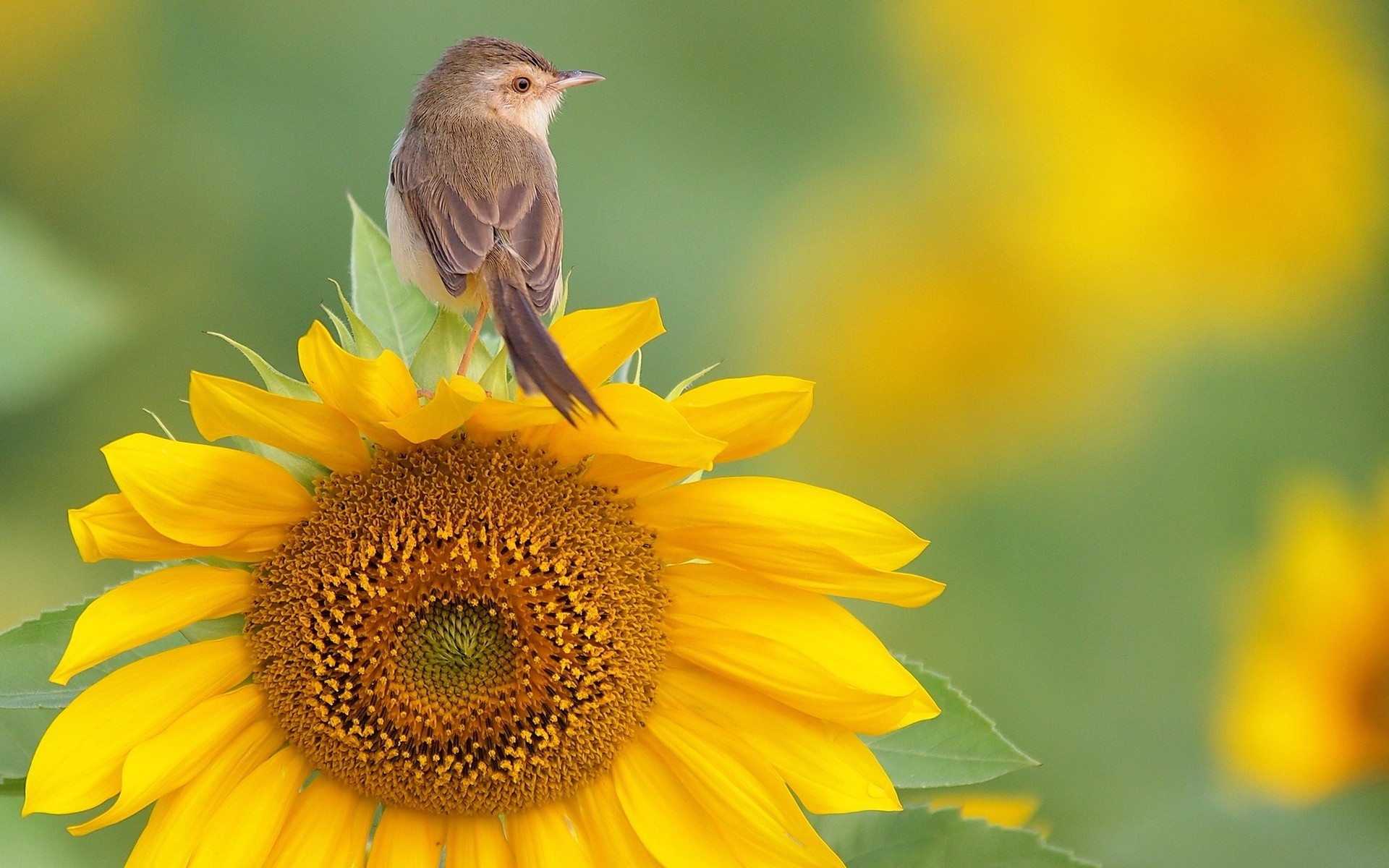 Hd Flowers Wallpapers - Yellow Flowers With Birds , HD Wallpaper & Backgrounds