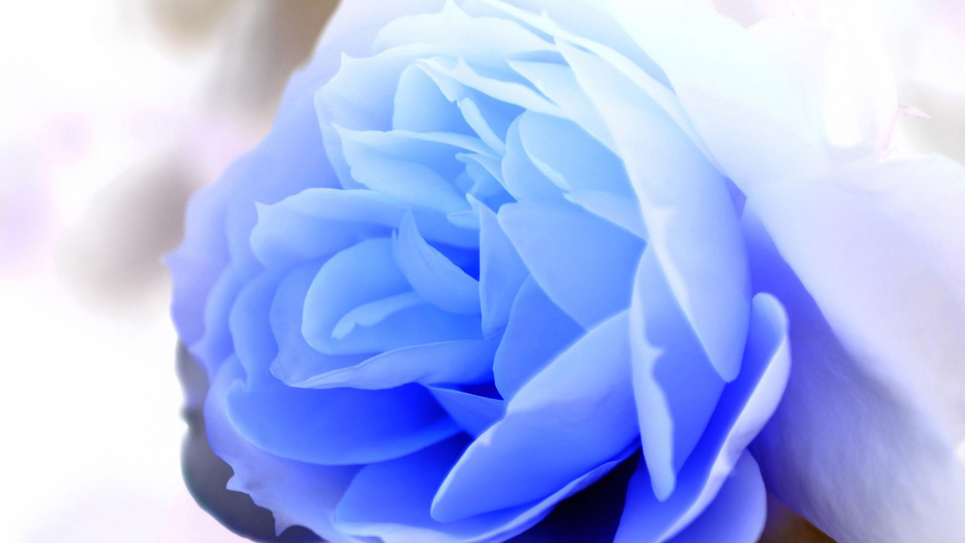 Sky Blue Rose Wallpapers - Blue Violets , HD Wallpaper & Backgrounds