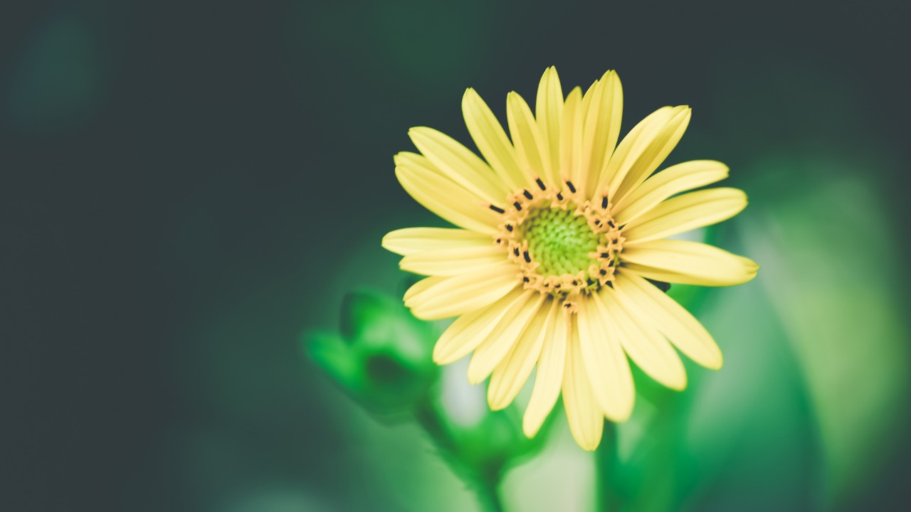 Wallpaper Daisies, 4k, Hd Wallpaper, Flowers, Macro, - Wallpaper , HD Wallpaper & Backgrounds