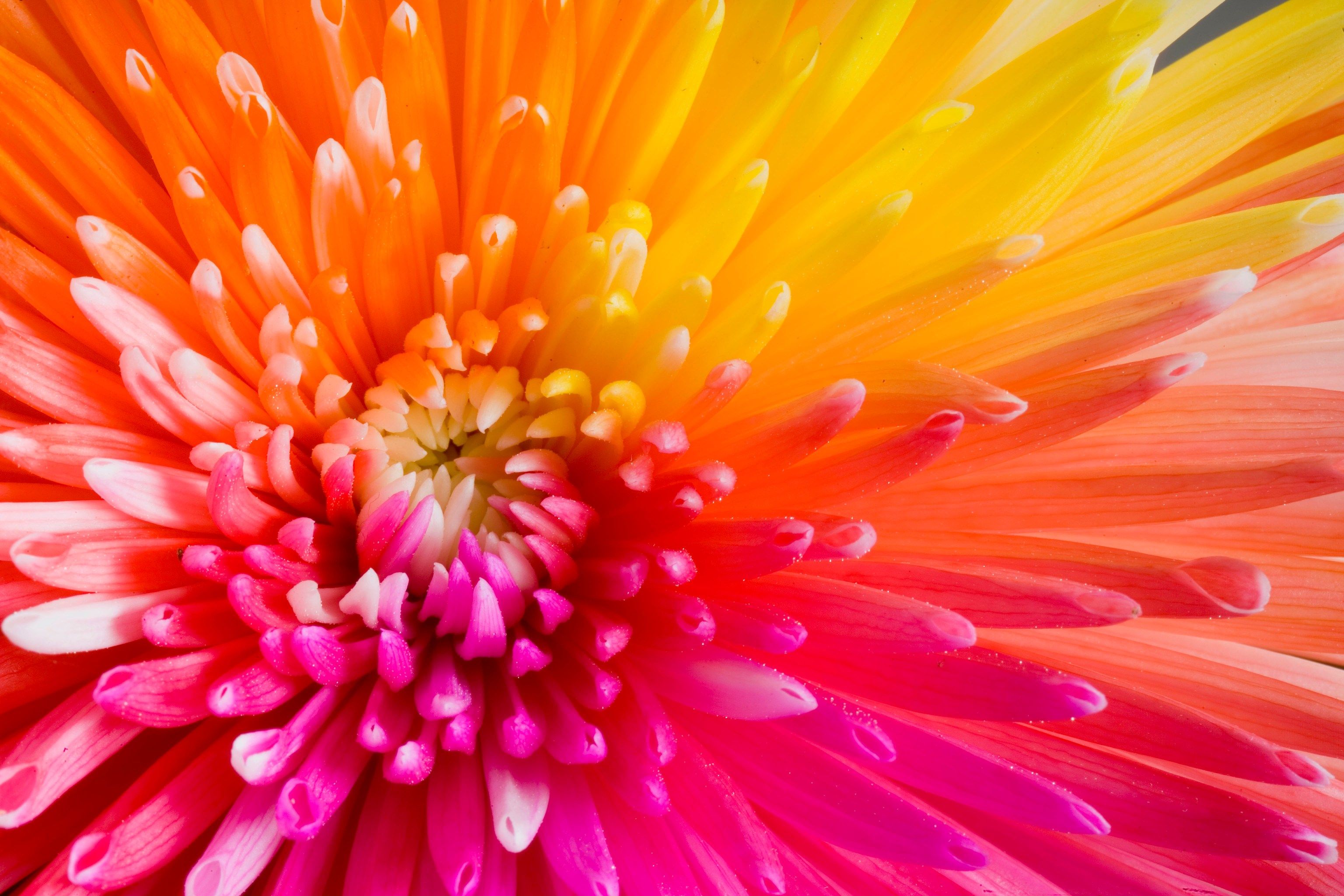 Back To 62 Chrysanthemum Flower Wallpapers - Tropical Pink And Orange Flower , HD Wallpaper & Backgrounds