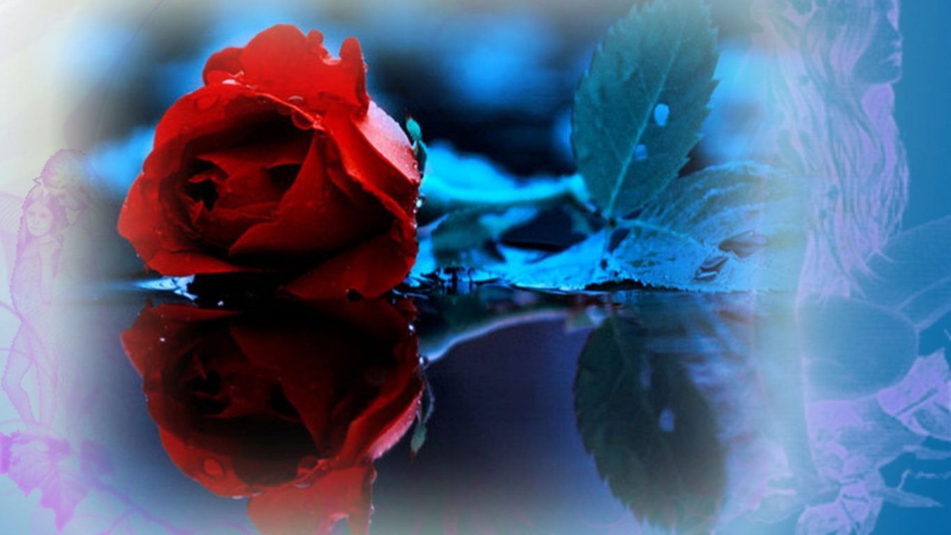 Erfly Sky Spring Blue Roses Red Flowers Wallpapers - Blue Roses Fb Covers , HD Wallpaper & Backgrounds