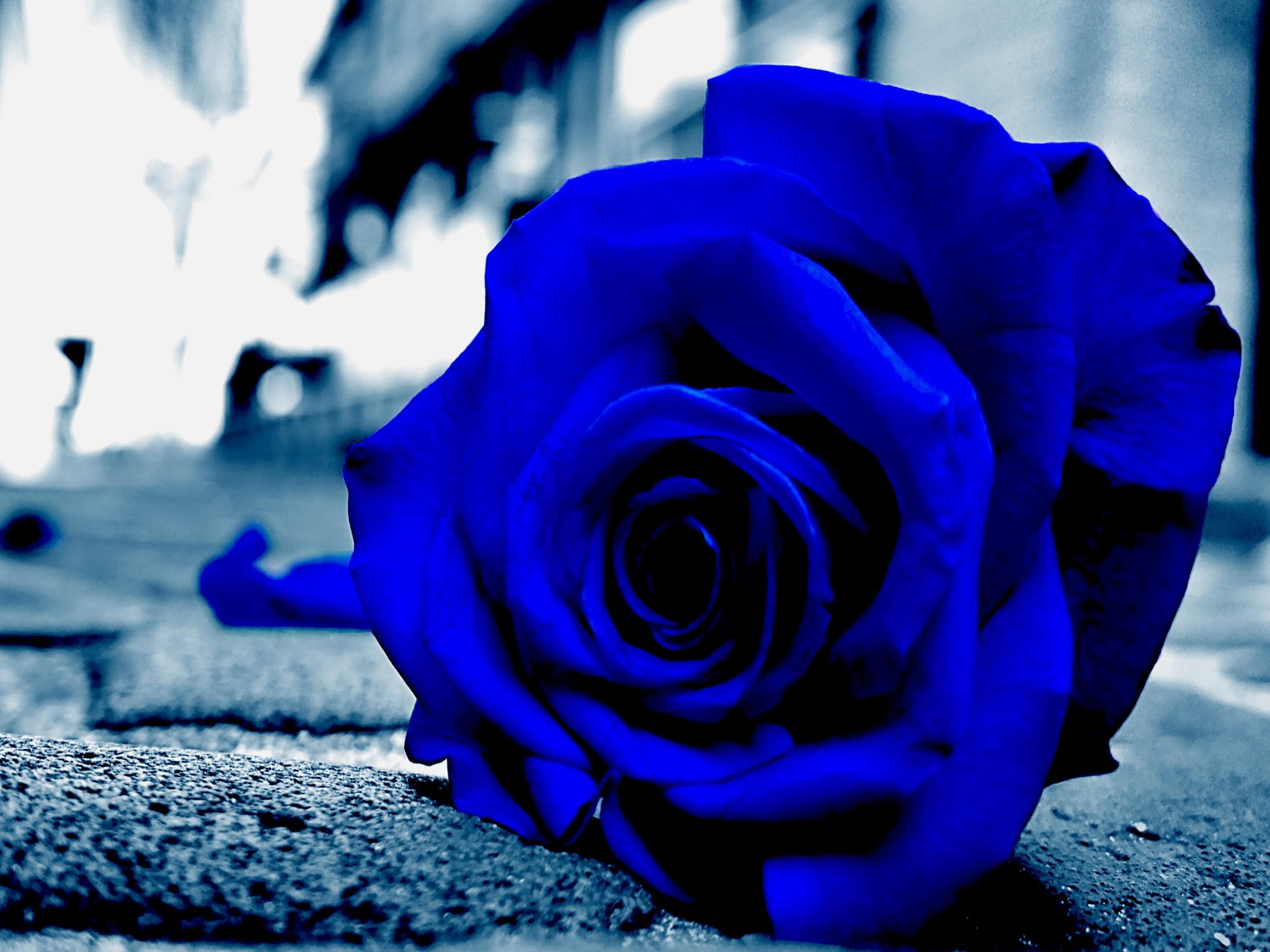Blue, Rose, Desktop, Background, Hd, Wallpaper, Widescreen, - Blue Roses Wallpaper Hd For Mobile , HD Wallpaper & Backgrounds