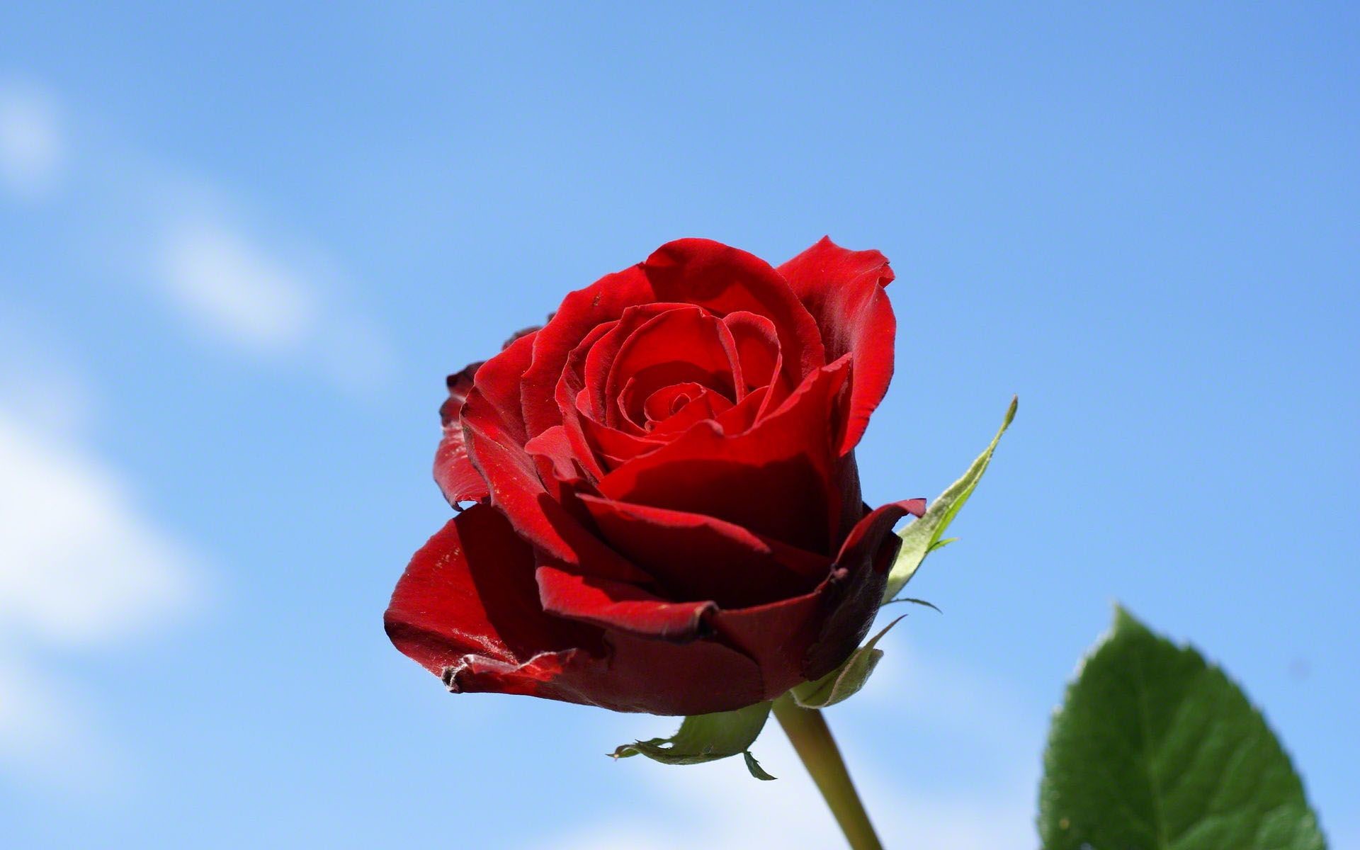Dark Red Roses Wallpaper - Rose In The Sky , HD Wallpaper & Backgrounds