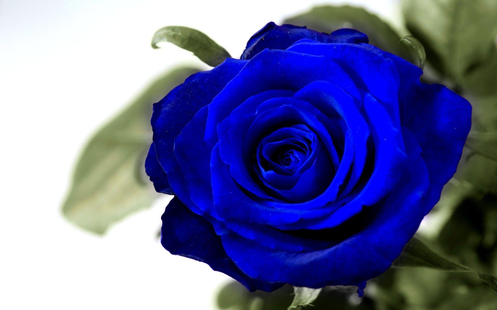 Blue Rose Wallpaper - Blue Rose Image Hd , HD Wallpaper & Backgrounds