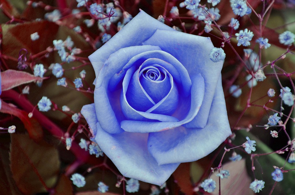 Rose, Blue, Flower, Floral, Nature - Rosen Blau Weiß , HD Wallpaper & Backgrounds