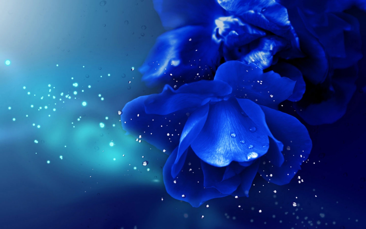 Blue Rose Hd Desktop Background Wallpapers - Blue Rose With Blue Background , HD Wallpaper & Backgrounds