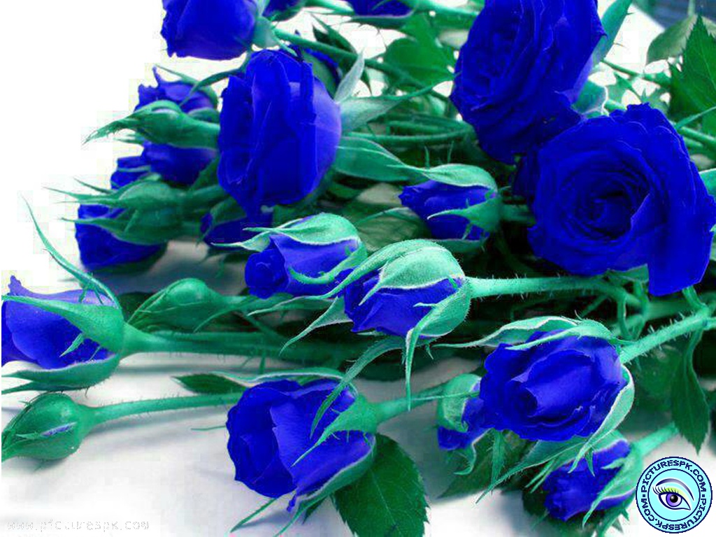 Blue Rose Flowers 2 Hd Wallpaper - Bunch Of Blue Rose , HD Wallpaper & Backgrounds