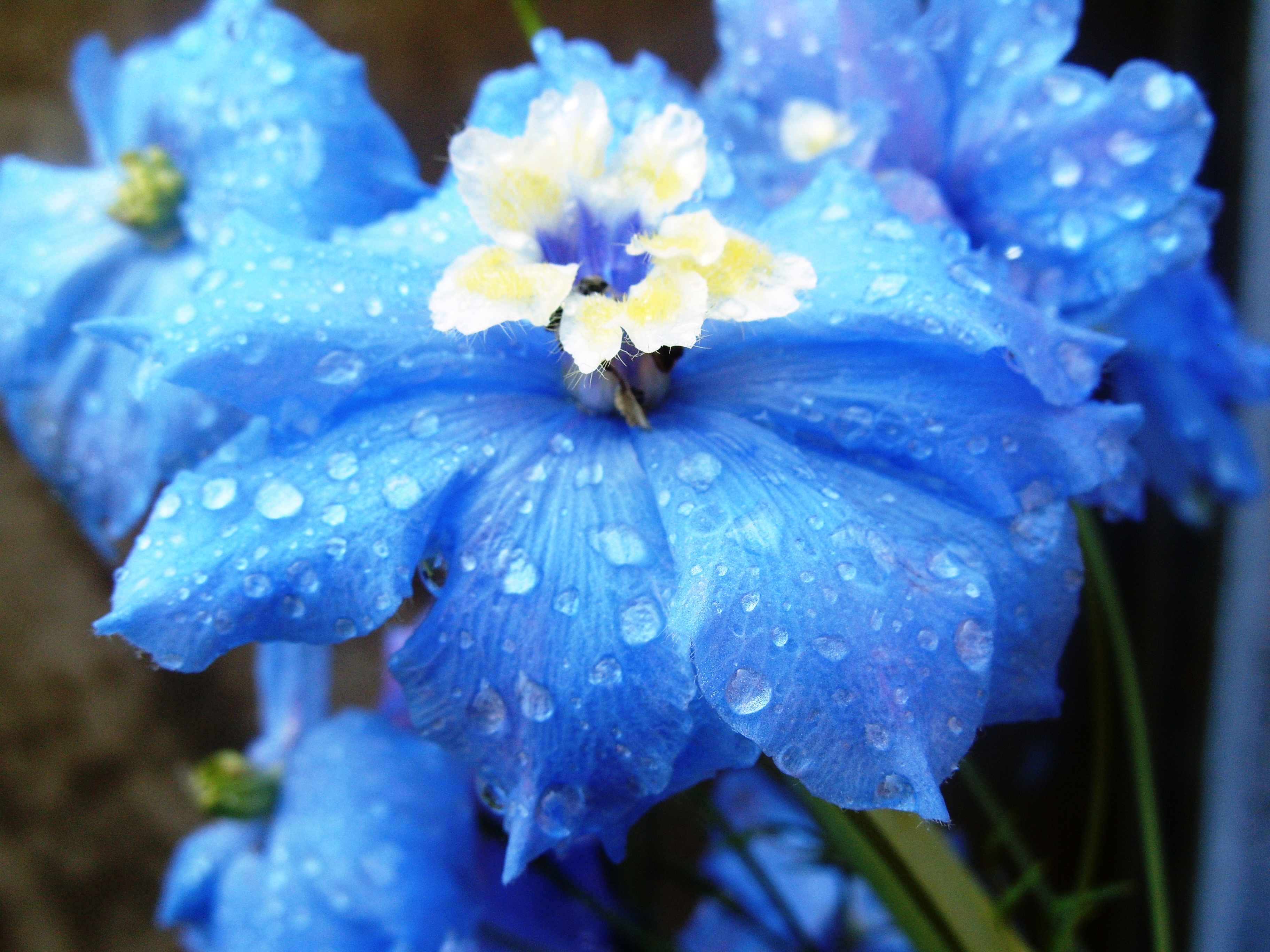 A Snapshot Showing A Flower Within A Flower - Beautiful Light Blue Flowers , HD Wallpaper & Backgrounds