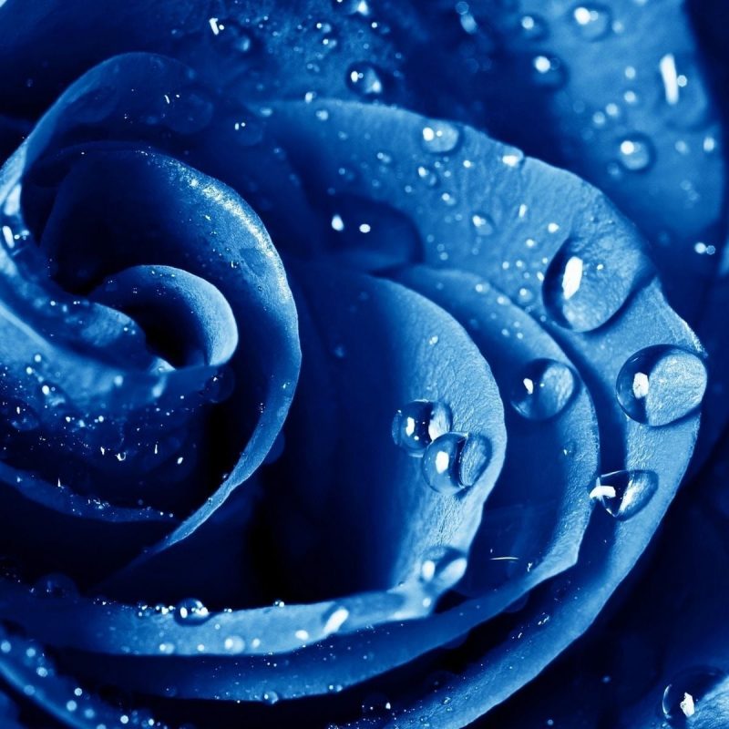 10 New Blue Rose Wallpaper Hd Full Hd 1080p For Pc - صور كفر فيس بوك , HD Wallpaper & Backgrounds