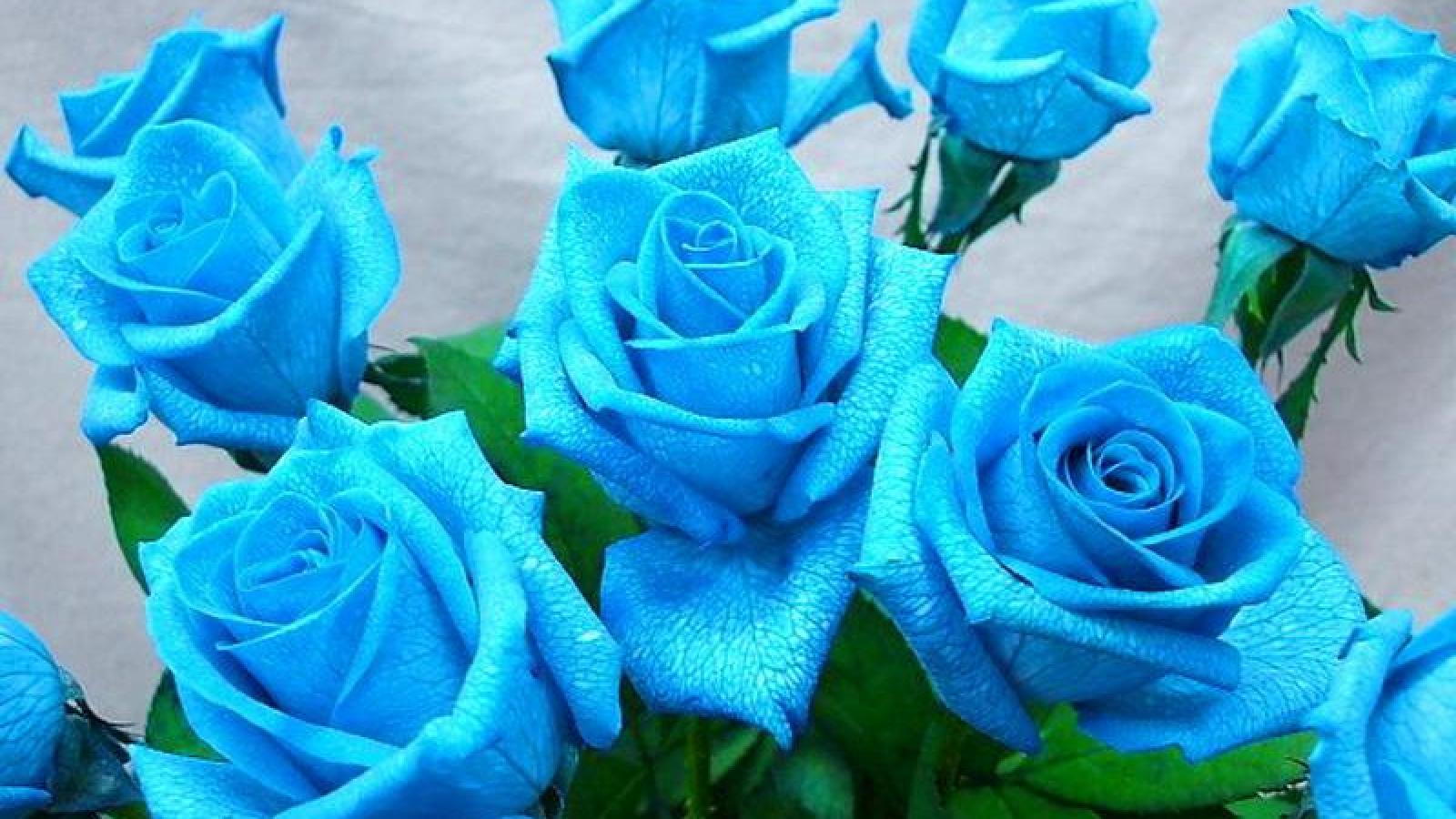 Back To 36 Blue Rose Wallpapers Hd - Blue Rose , HD Wallpaper & Backgrounds