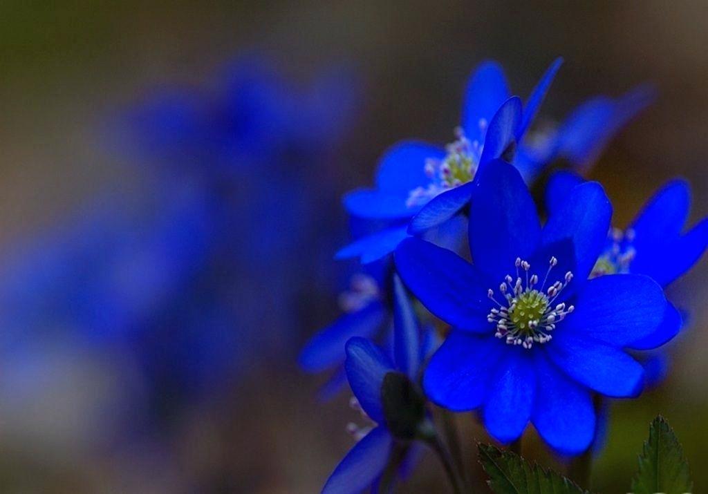Blue Flowers Pictures Wallpapers Red Roses Pics Colour - Flowers In Blue Colour , HD Wallpaper & Backgrounds