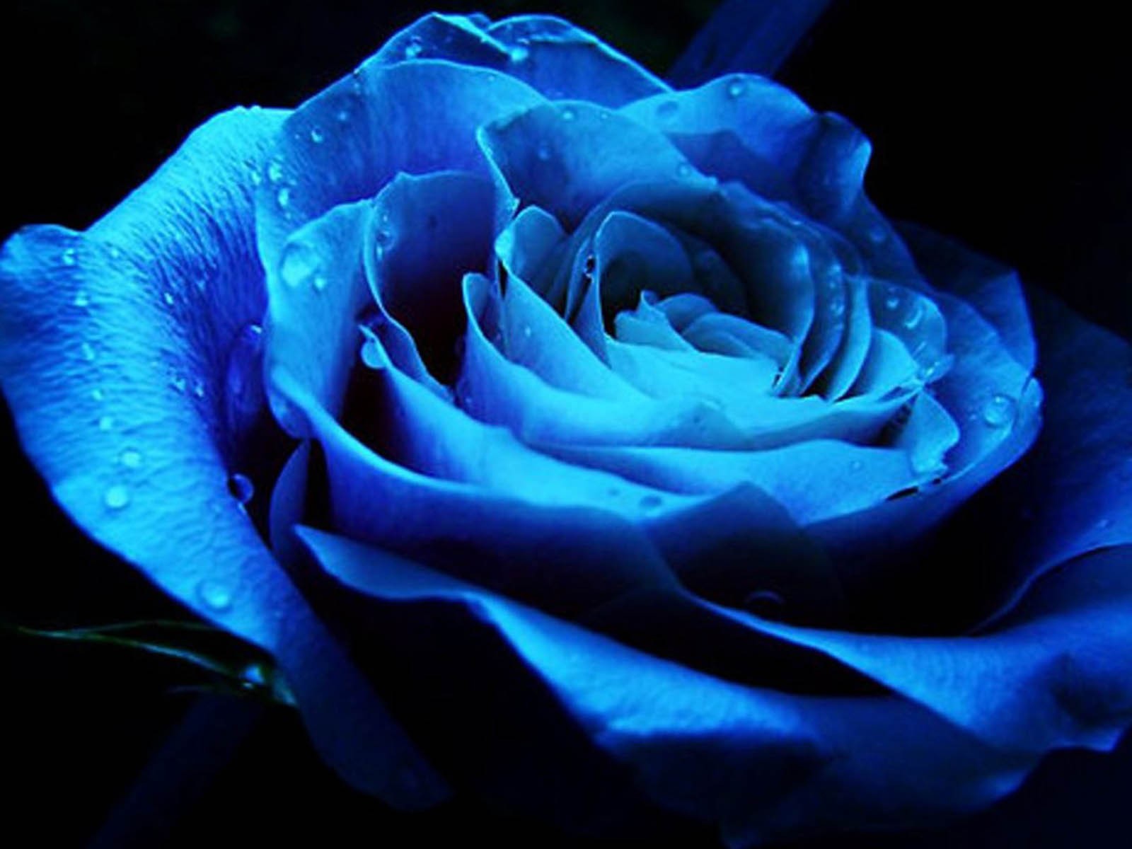 Blue, Rose, Background, Photos, Hd, Wallpaper, Of, - Blue Roses Hd Photography , HD Wallpaper & Backgrounds