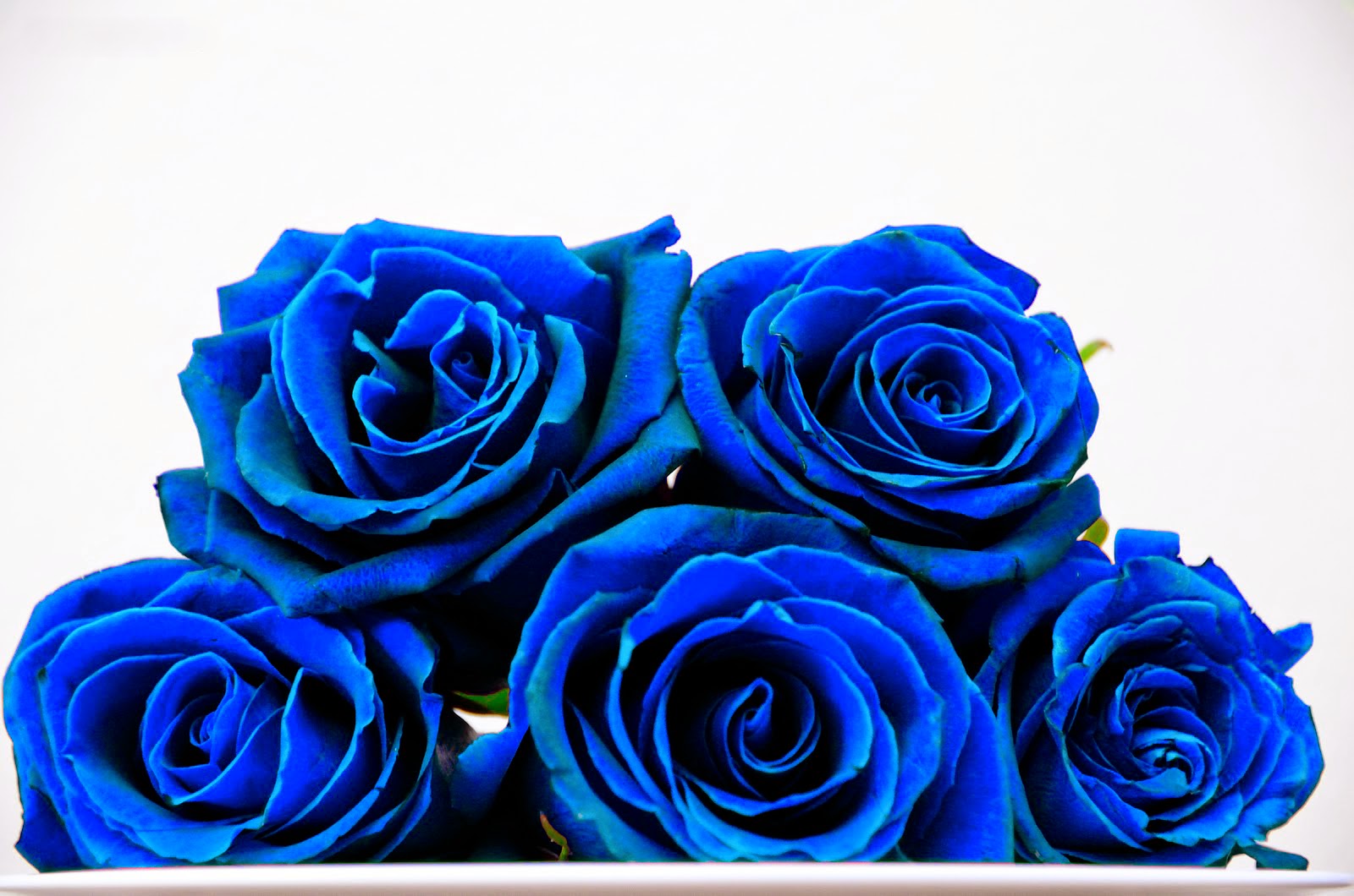 Rosas azules naturales