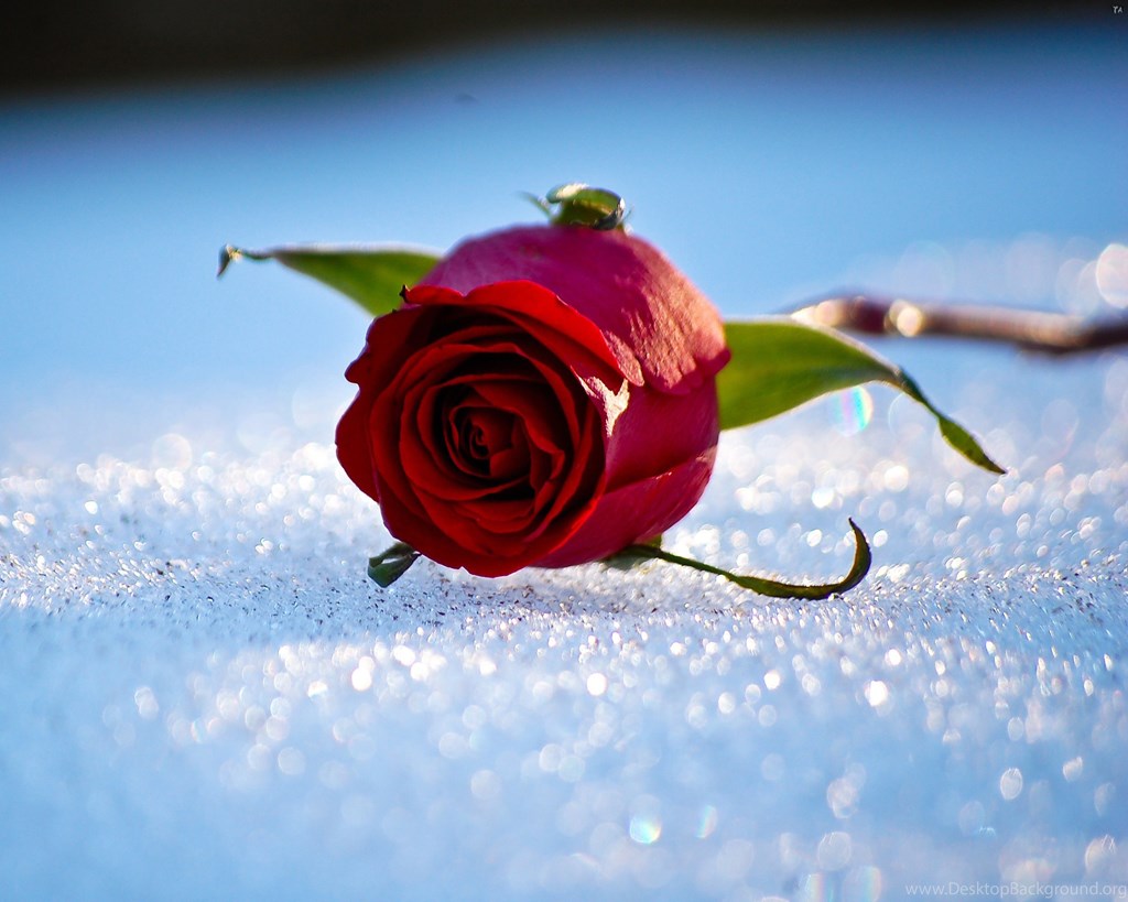 Quotes About Roses In The Snow , HD Wallpaper & Backgrounds