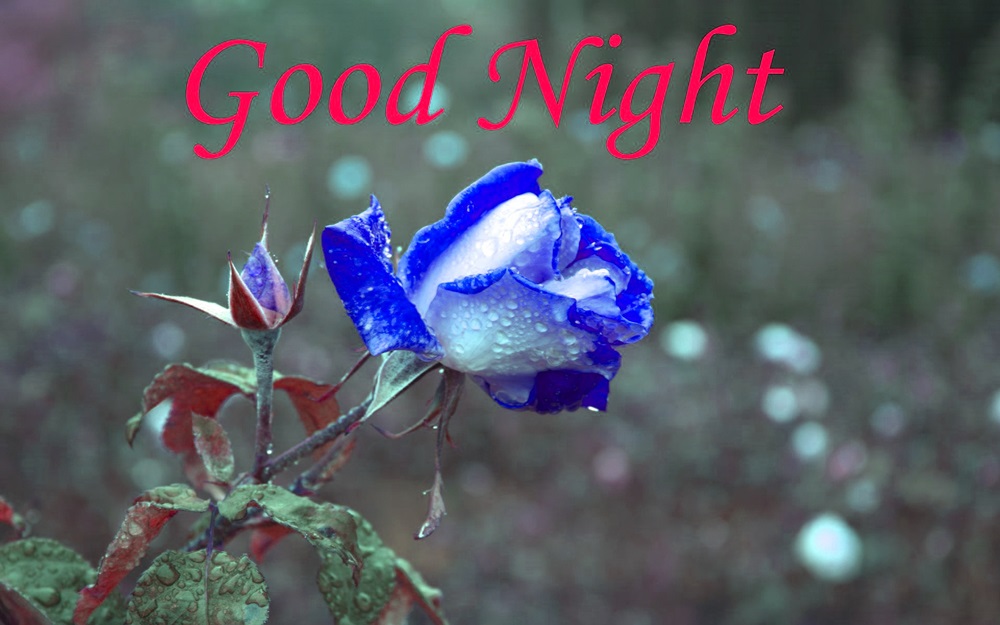 Good Night Blue Roses Hd Wallpapers - Good Night With Flowers , HD Wallpaper & Backgrounds