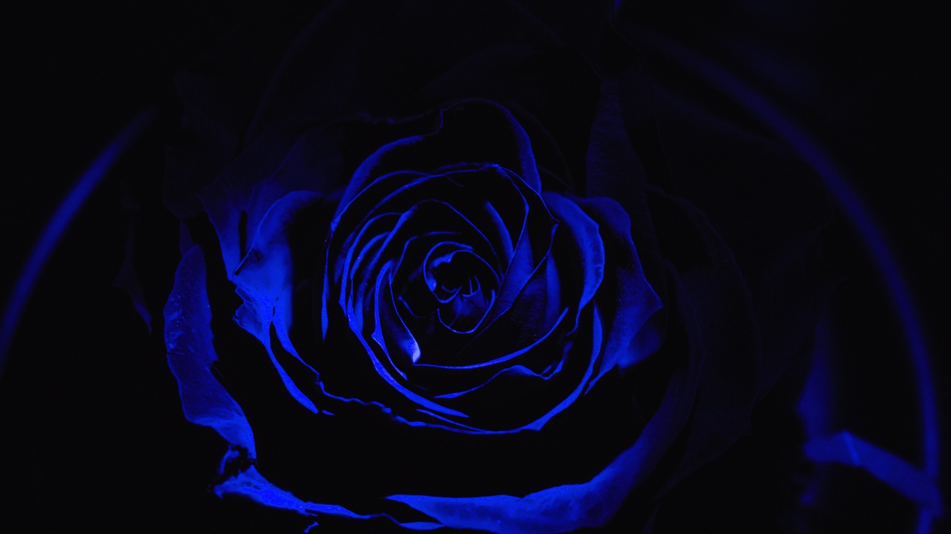 Wallpaper Rose, Blue Rose, Petals, Dark, Bud - Wallpaper , HD Wallpaper & Backgrounds