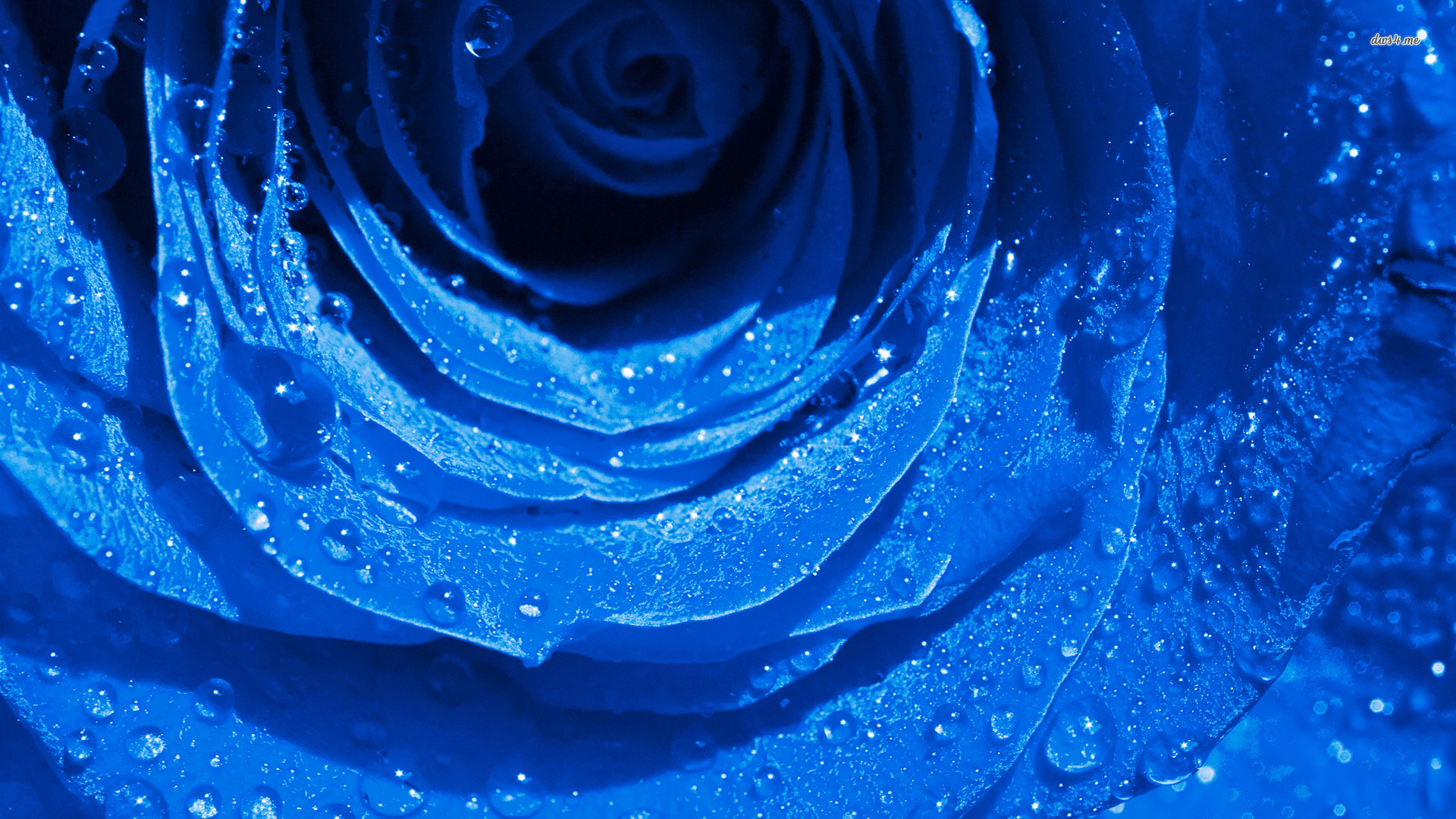 Wallpaper Blue Rose Hd - Royal Blue Rose Hd , HD Wallpaper & Backgrounds