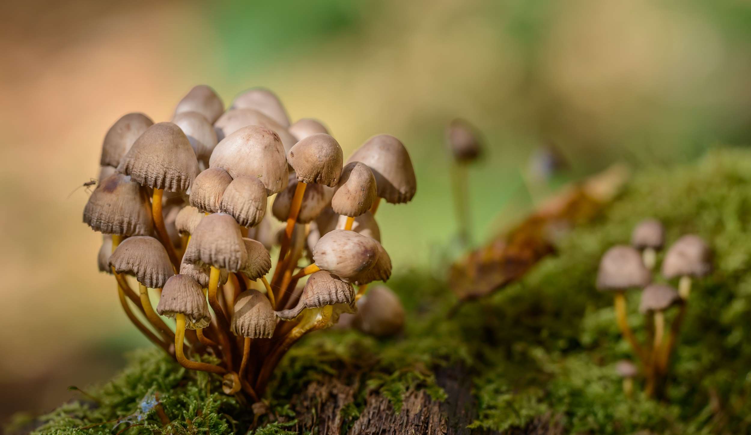 Autumn, Close, Forest, Forest Floor, Macro, Moss, Mushrooms, - Macro Moss Mushrooms , HD Wallpaper & Backgrounds