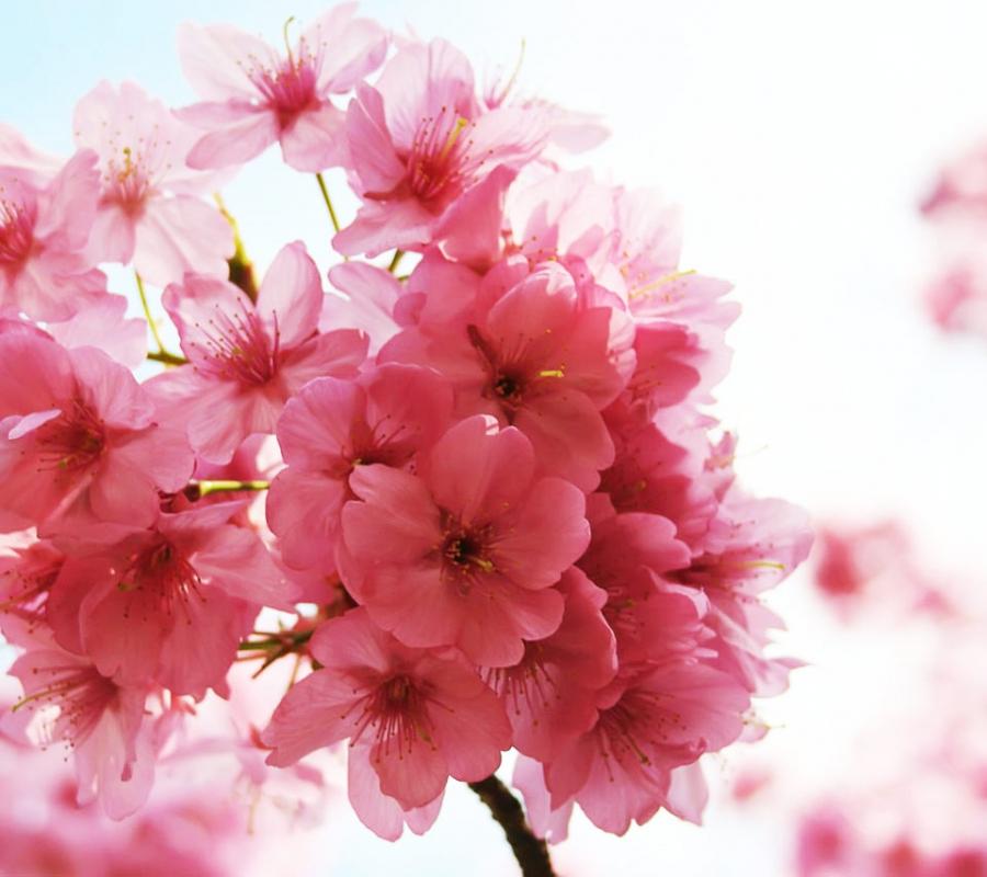 Blossom, Flikie Wallpaper Source - Cherry Blossom , HD Wallpaper & Backgrounds