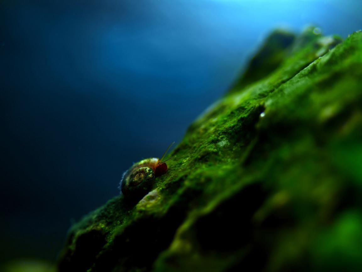 Green Underwater , HD Wallpaper & Backgrounds
