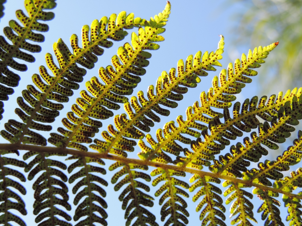 Fern , HD Wallpaper & Backgrounds