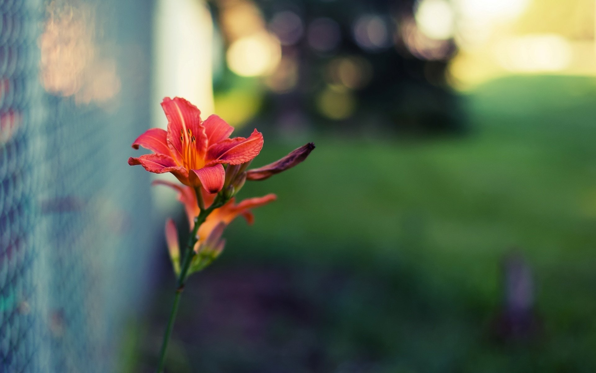 Flower Red Close Up Net Fencing Blur Green Background - Wallpaper , HD Wallpaper & Backgrounds