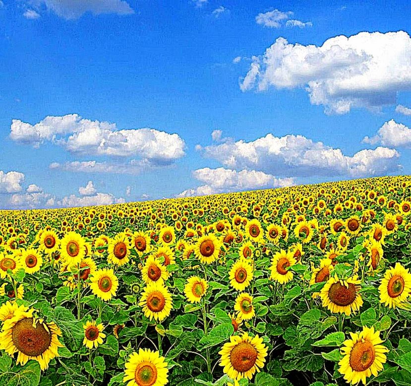 Nature Wallpapers Full Screen Nature Wallpapers Full - Sun Flowers Wallpapers Desktop , HD Wallpaper & Backgrounds