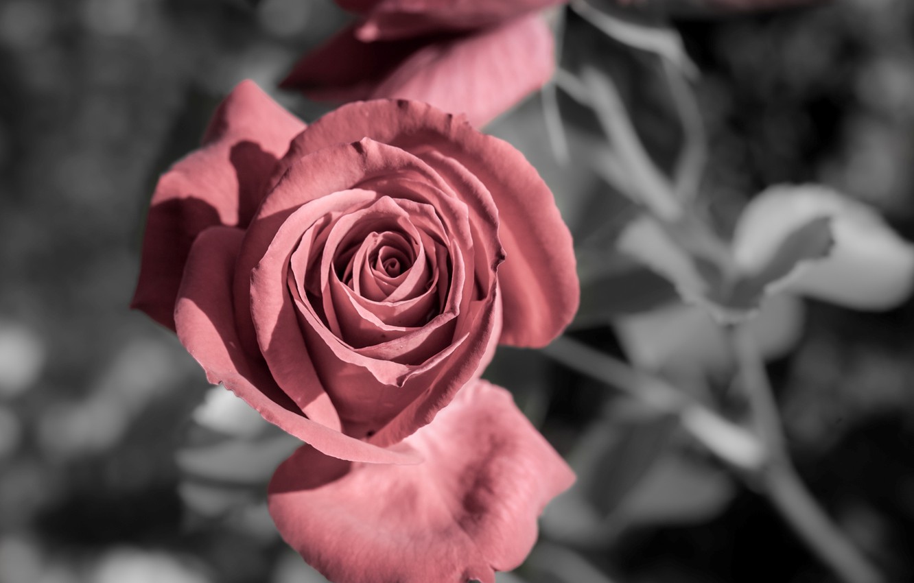 Photo Wallpaper Flower, Flowers, Background, Widescreen, - Rose Image Full Screen Hd , HD Wallpaper & Backgrounds