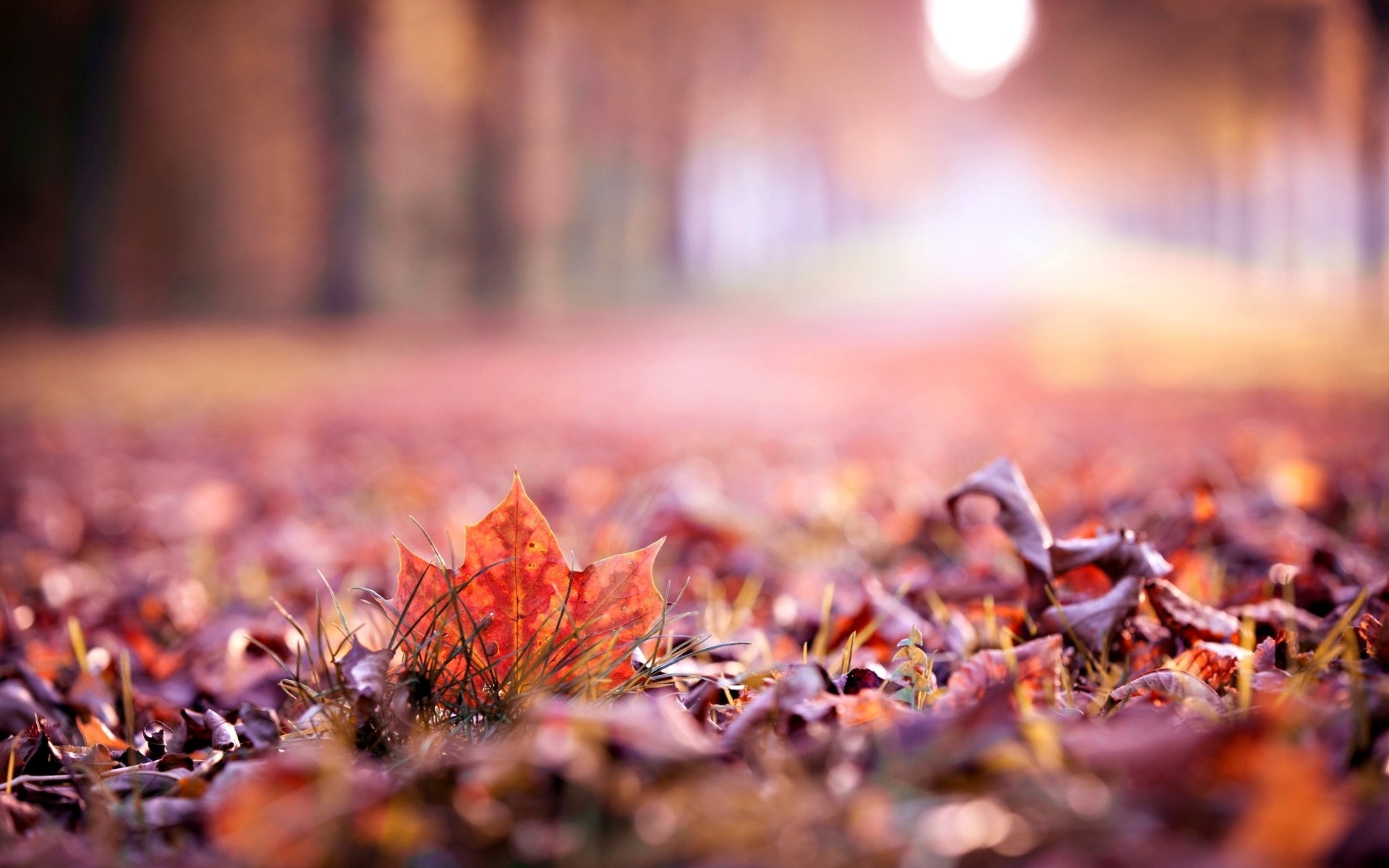 Close Up Autumn Leaves Leaf Leave Macro Blur Beautiful - Fall Leaf Nature , HD Wallpaper & Backgrounds