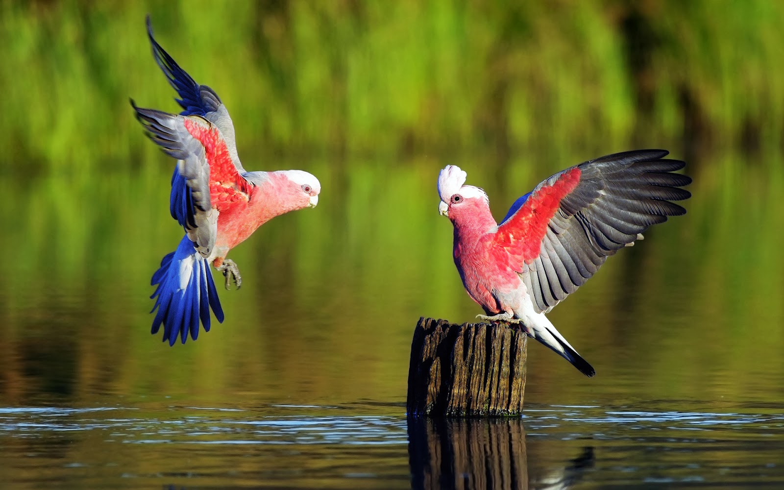 Beautiful Galah Parrot Birds On The Water Hd Wallpaper - Most Beautiful Bird In The World Hd , HD Wallpaper & Backgrounds
