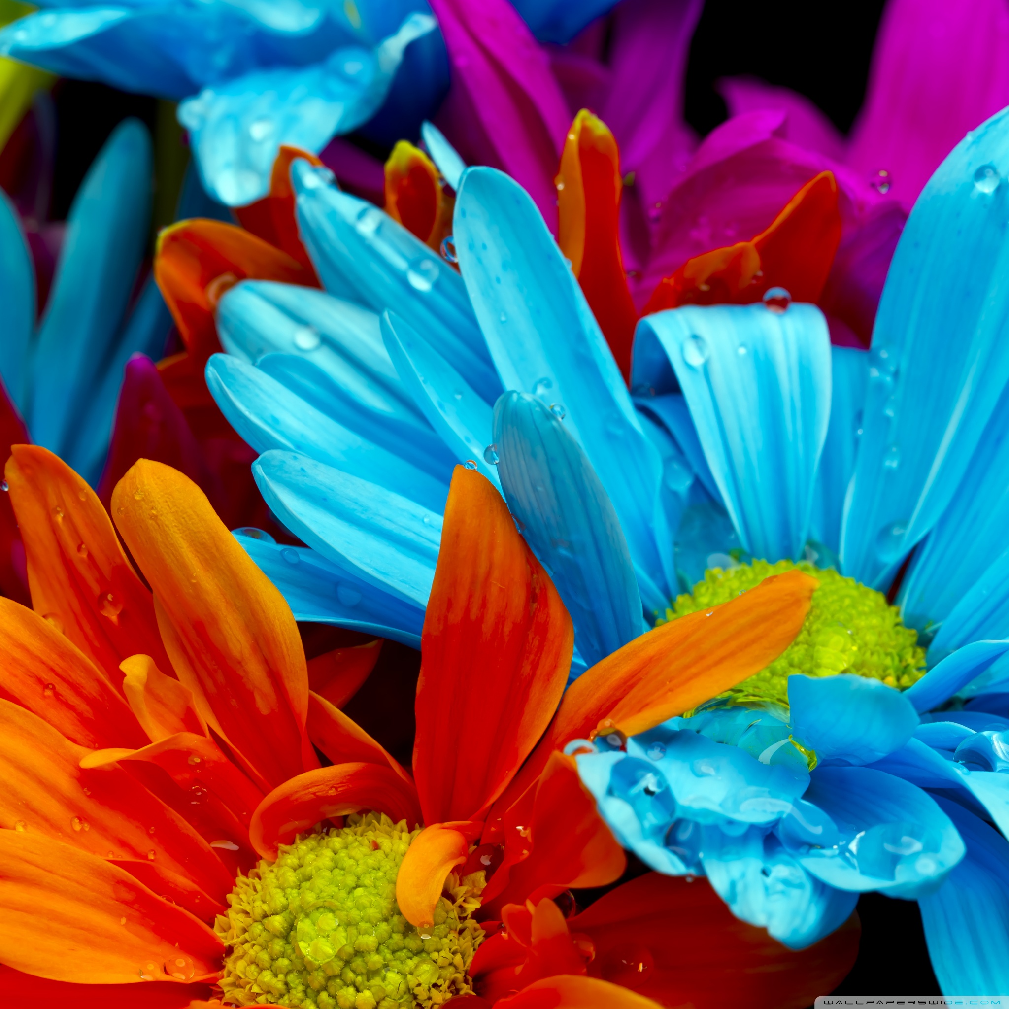 Ipad - Red Orange And Blue Flowers , HD Wallpaper & Backgrounds