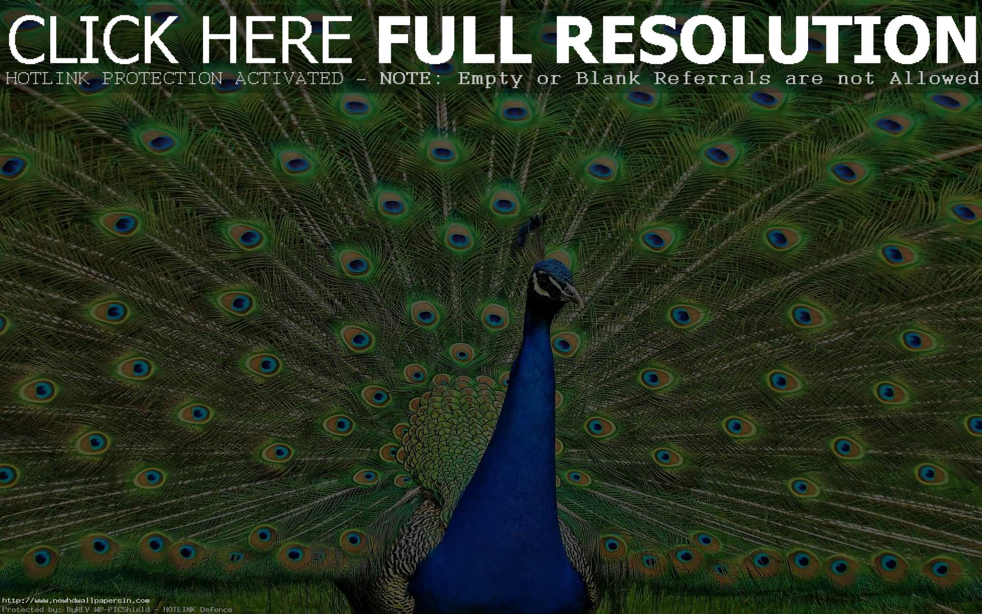 Peacock Wallpaper Free Download - Warren Street Tube Station , HD Wallpaper & Backgrounds