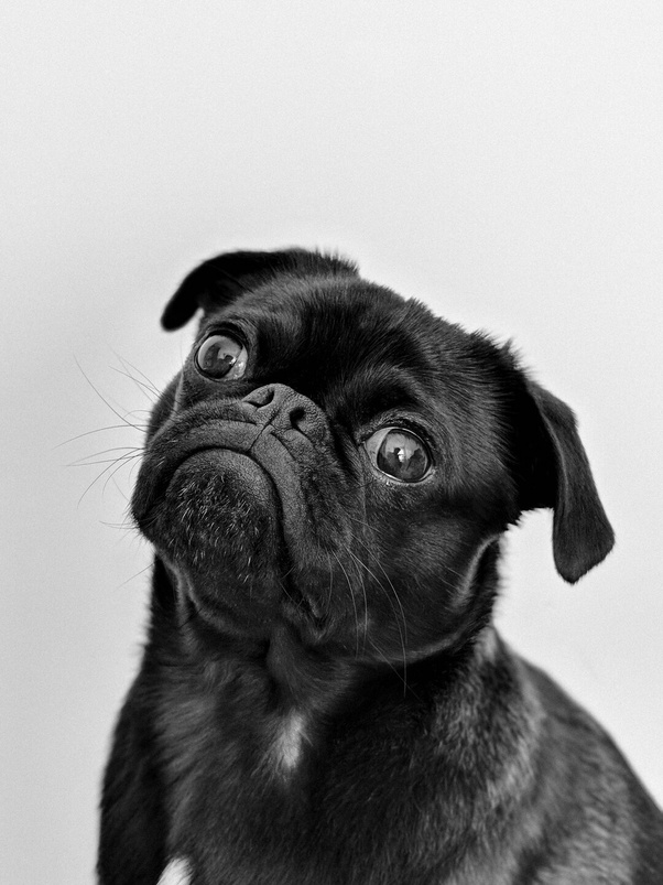 It Has Many Wallpapers For Amoled Display - Black And White Picture Of Animal , HD Wallpaper & Backgrounds