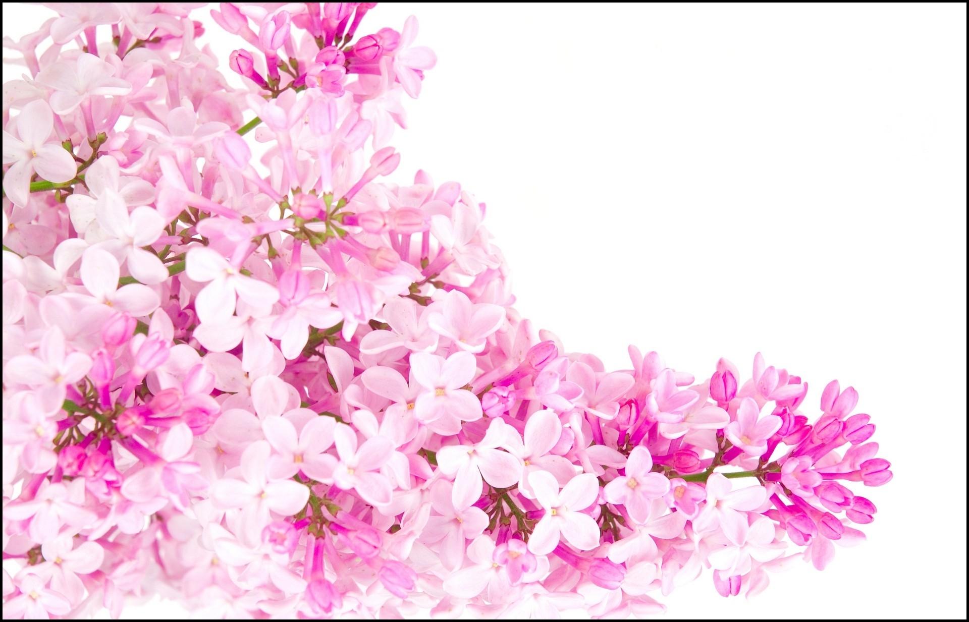 Pinky - Cherry Blossom , HD Wallpaper & Backgrounds