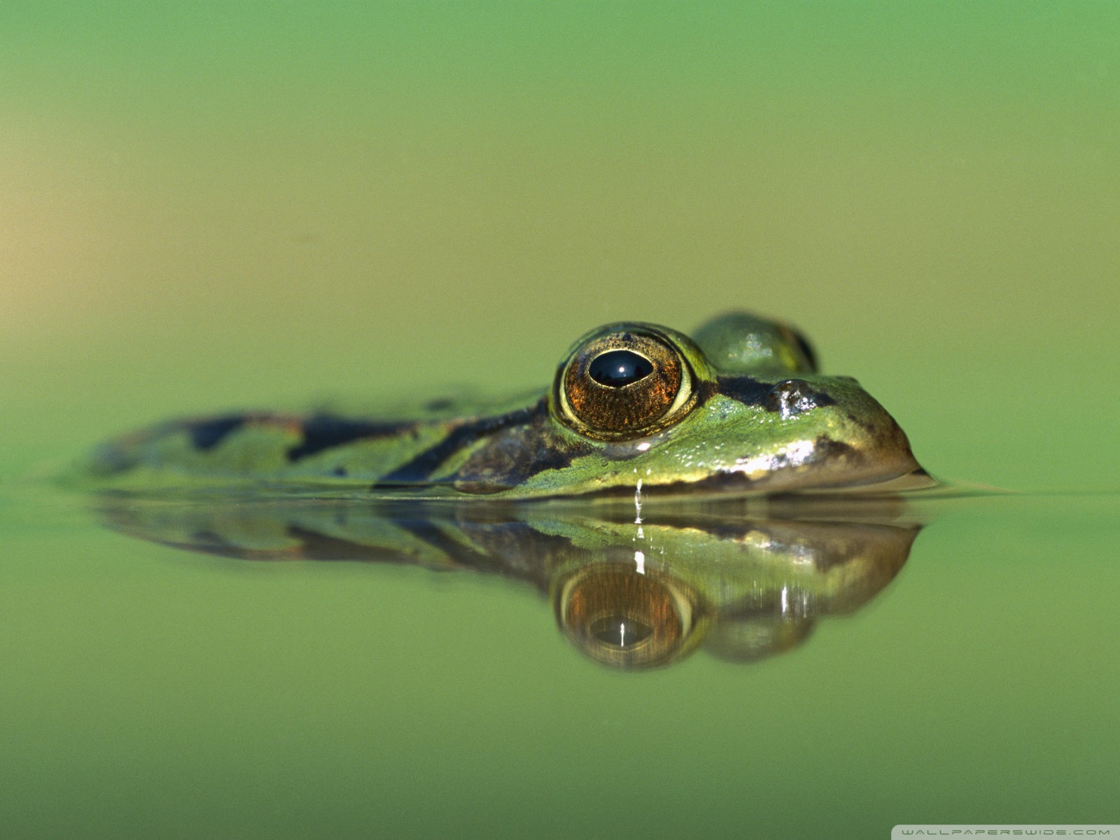 Standard 4 - - Frog Head Over Water , HD Wallpaper & Backgrounds