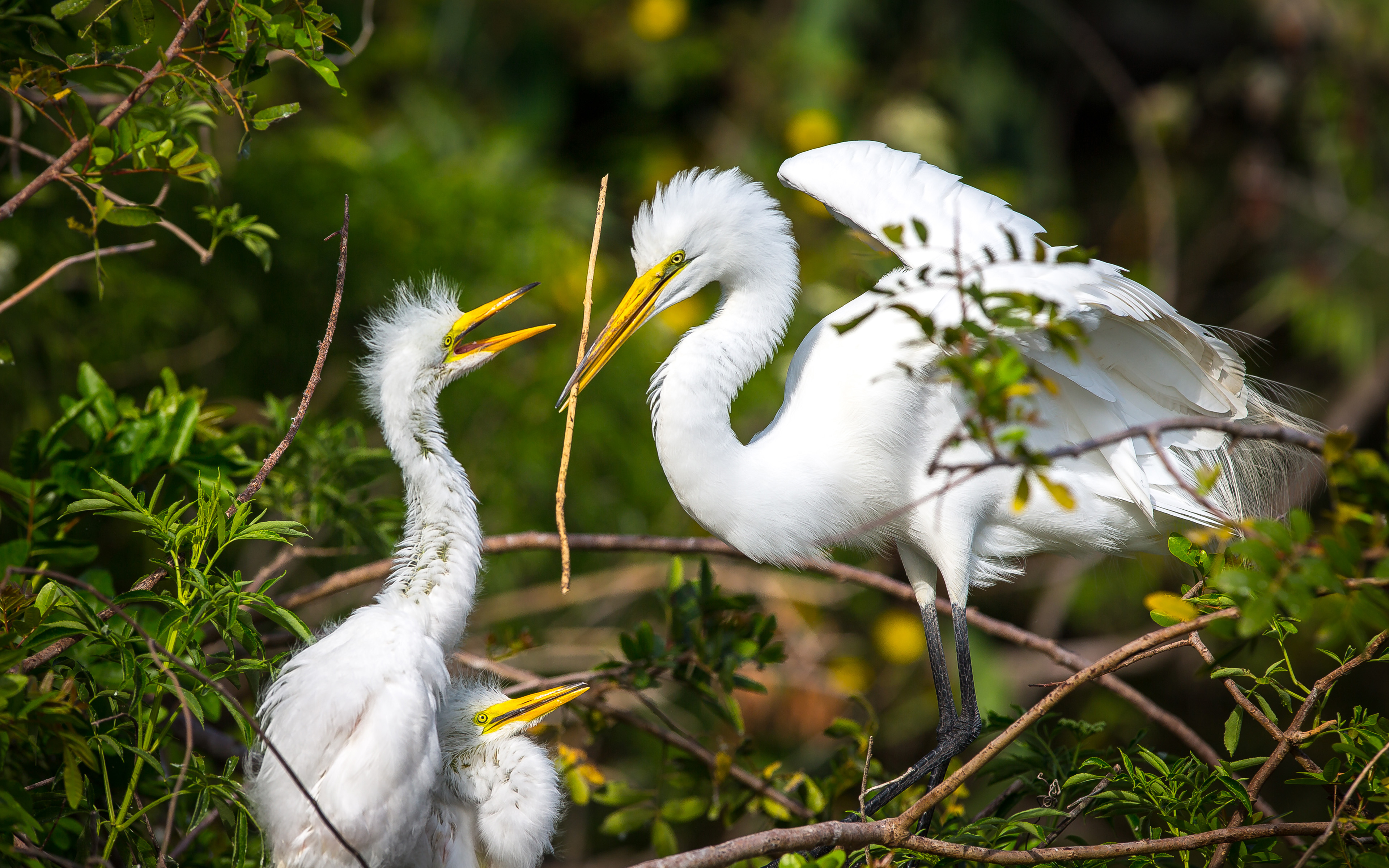 Bird Great Egret White Heron Juveniles In The Nest - Heron , HD Wallpaper & Backgrounds
